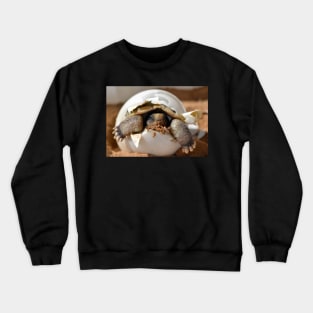 Turtle Hatchling Crewneck Sweatshirt